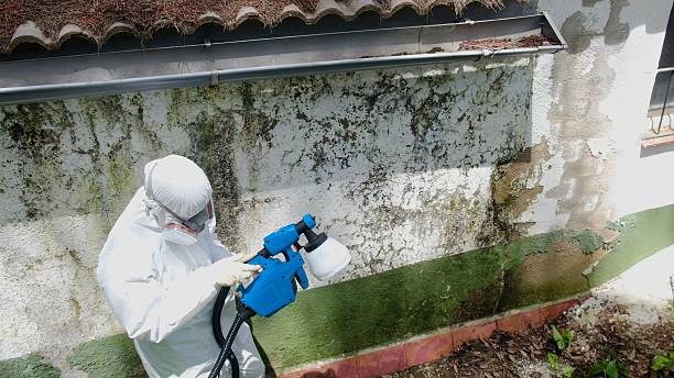 Trusted Black Mold Removal service in Louisville, GA - Cheap Mold Removal